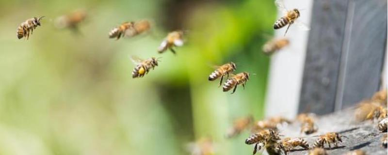 怎样合并蜂群最安全，附注意事项 如何快速合并蜂群才不会打架