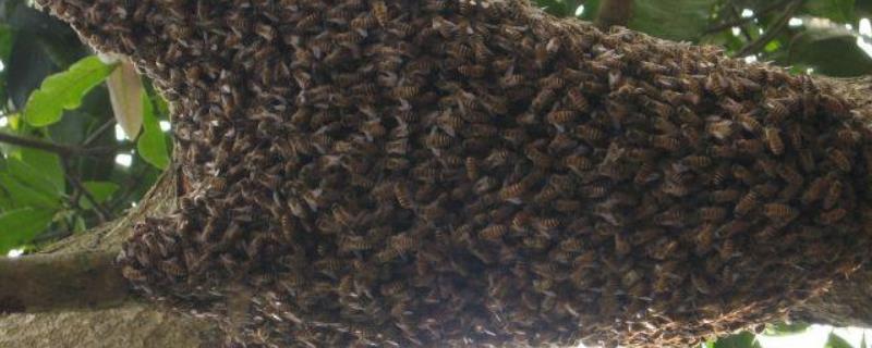 蜜蜂秋繁技术及注意事项,秋季降温越早蜜蜂秋繁越早