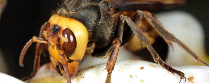 黑尾胡蜂 黑尾胡蜂有毒吗