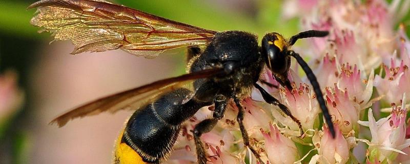 金环胡蜂（金环胡蜂泡酒的功效与作用）