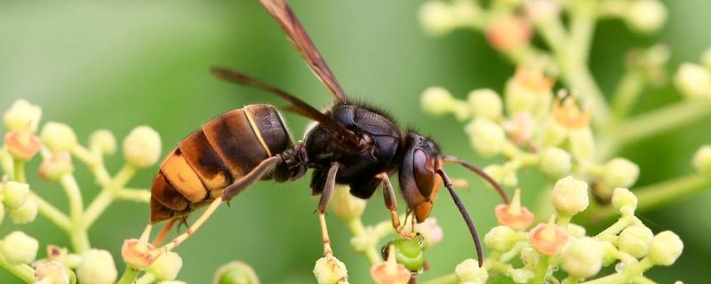 黄腰胡蜂 黄腰胡蜂毒性大吗