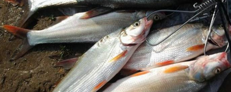 钓翘嘴红鲌用什么饵料 翘嘴红鲌怎么钓