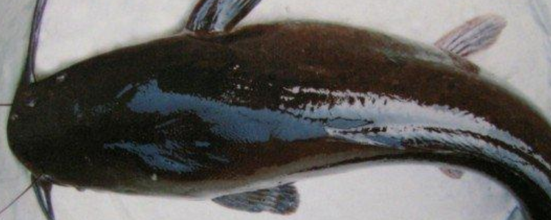 钓鲶鱼用什么饵最好（钓鲶鱼用什么饵最好钓）