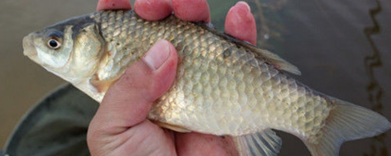 野钓鲤鱼饵料配方大全，附野钓鲤鱼的最佳时间