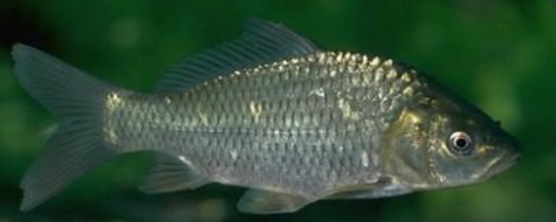 秋季钓鲫鱼用什么饵料最好 秋季钓鲫鱼用什么饵料最好吃