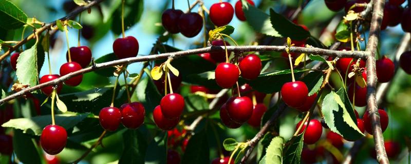 樱桃什么时候成熟 山海关樱桃什么时候成熟
