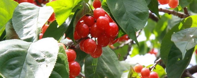 樱桃树苗种植时间是什么时候 樱桃树苗什么时候移栽