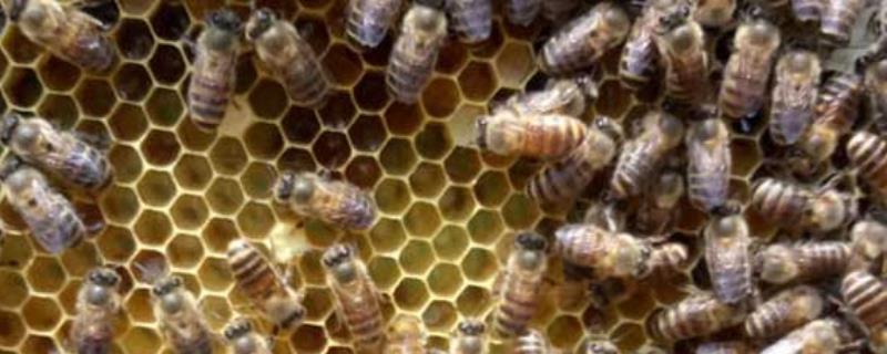 工蜂产卵后能活多久，附其产卵特征（蜂后产卵孵化为工蜂）