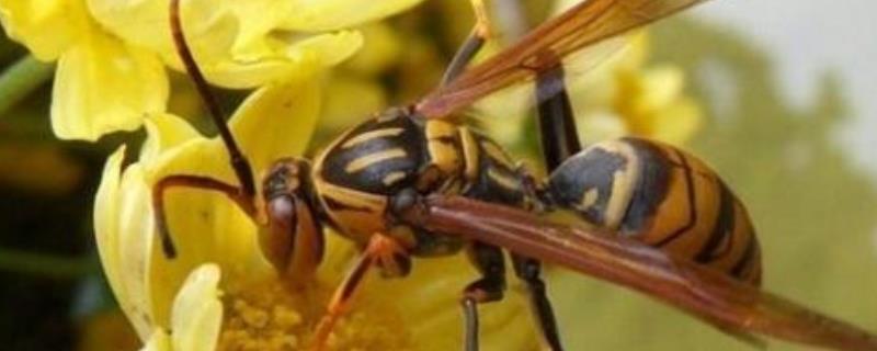 地雷蜂和虎头蜂哪个厉害，附区别 地雷蜂和胡蜂