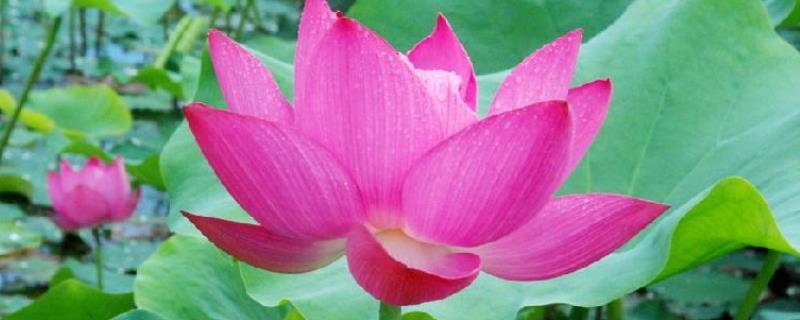 荷花什么时候开花（荷花什么时候开花季节）