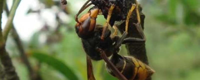 黄腰虎头蜂蛰了怎么处理 黄蜂蛰了怎么消肿