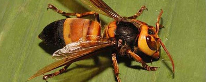 虎头蜂100只能泡多少酒,参考用量 100只虎头蜂一般泡多少酒