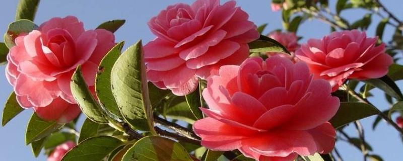 茶花什么时候开花 四季茶花什么时候开花