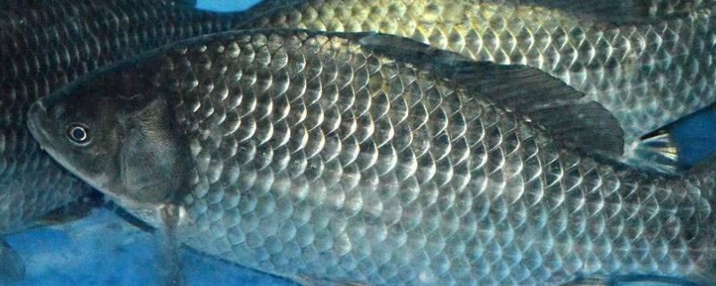 秋季钓鲫鱼实用技巧，详细如下（初秋野钓鲫鱼的三个实用技巧）