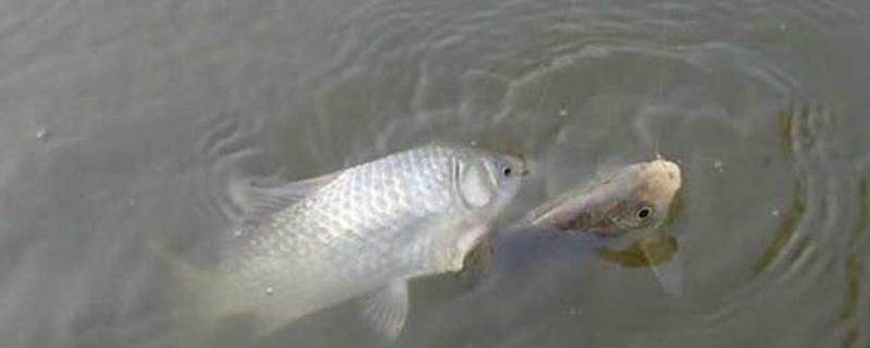 野钓实用技巧大全,主要有以下几方面