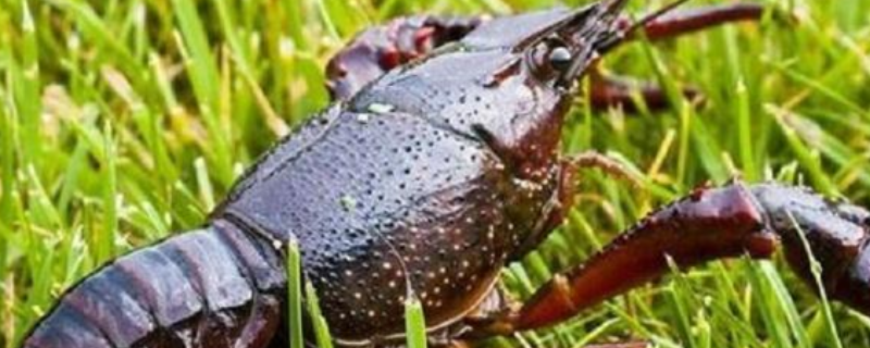 龙虾的生物特征，附生活习性（龙虾的外部特征和生活特点）