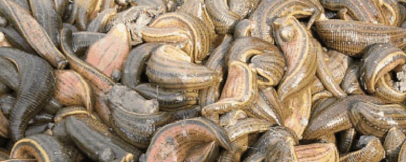 水蛭的种类有哪些 水蛭品种有哪些?各类水蛭图片