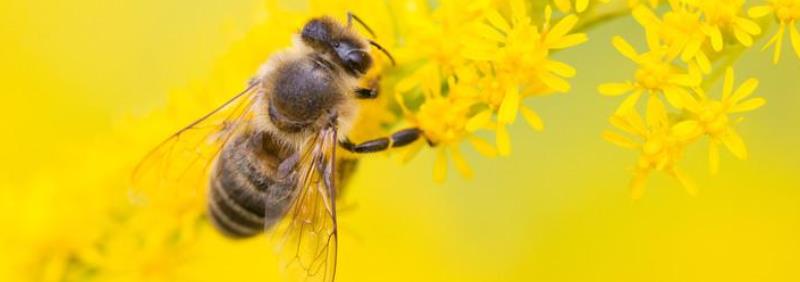蜜蜂多少度会冻死，附注意事项（蜜蜂多少度能冻死）