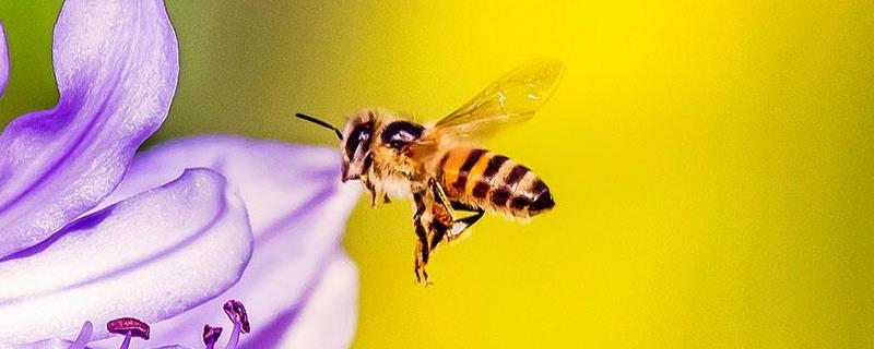 蜜蜂冬眠吗，附注意事项（蜜蜂怎么样过冬）