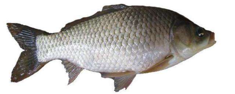 鲫鱼多久才能长大(鲫鱼一般几个月长大)