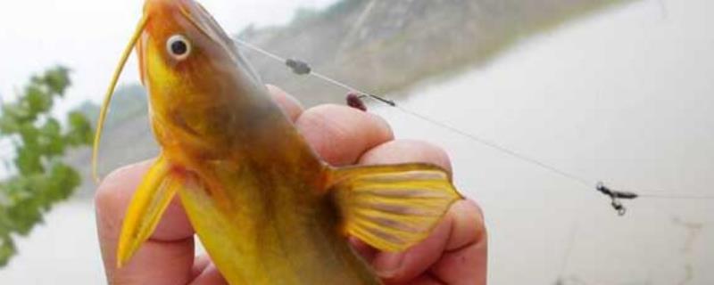 钓黄颡鱼怎么选钓位（黄颡鱼最佳钓法）