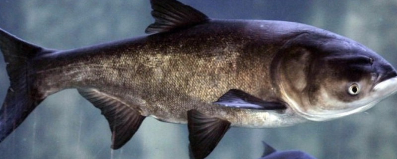 鳙鱼怎么钓上鱼快(钓鲢鳙鱼的技巧)