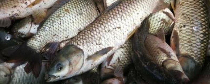 草鱼能长多大多重(草鱼大概多重)
