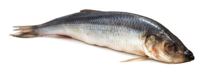 钓青鱼用什么小药 钓青鱼用什么小药贴吧