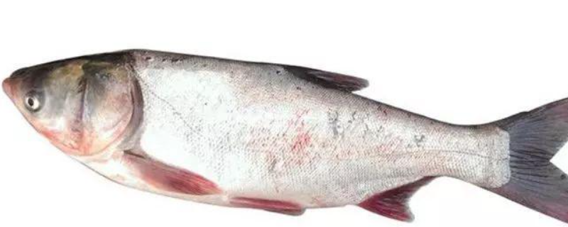 钓鲢鱼饵料配方大全，附详细介绍（鲢鱼饵料配方钓鲢鳙饵料配方）