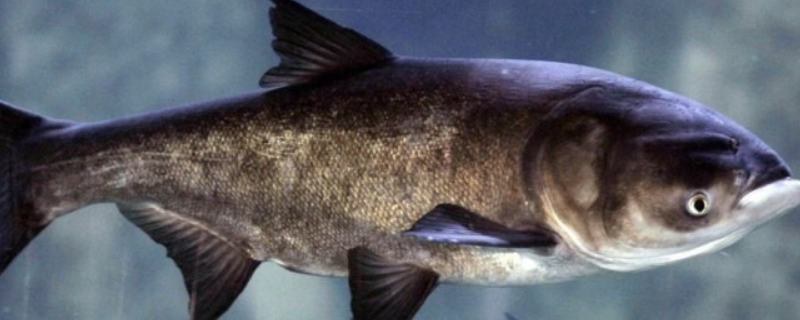 钓鳙鱼用什么饵最好 钓鳙鱼用什么饵料