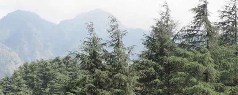 雪松有什么用途（雪松的好处）