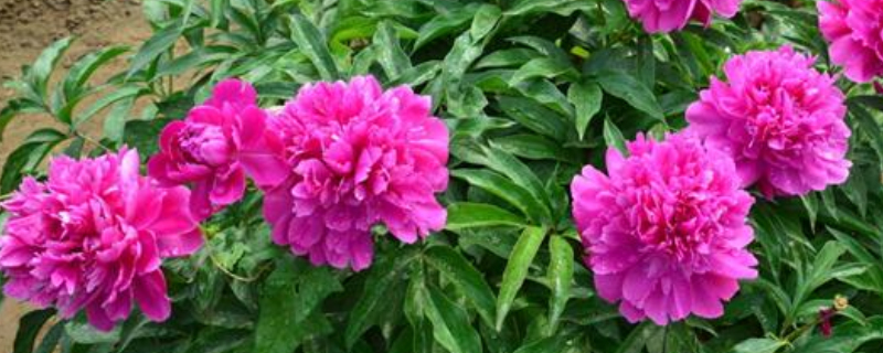 天竺葵能在室内养吗（天竺葵适不适合在室内养）