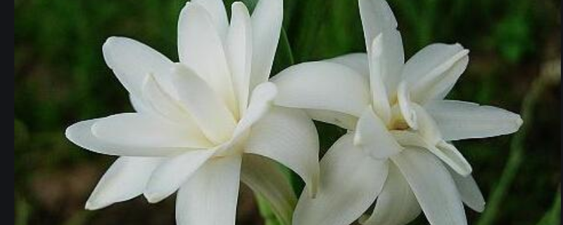 夜来香能放卧室吗 夜来香花能放在卧室吗