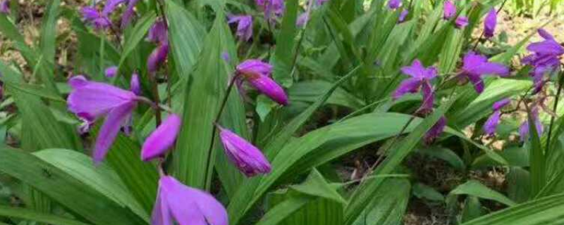 白芨一亩投资多少钱 白芨一亩产多少斤