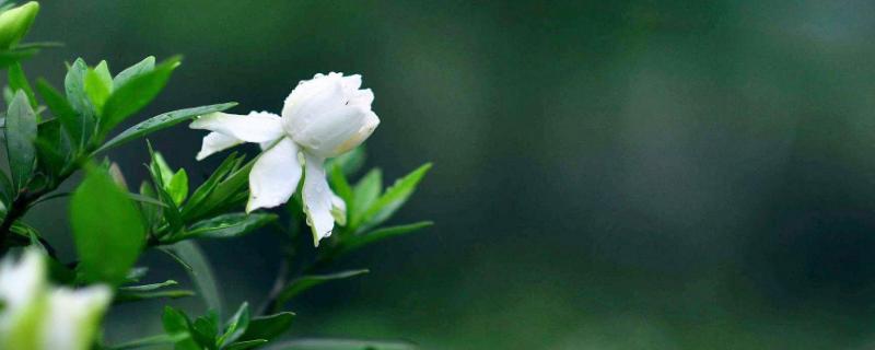 栀子花怎么养最好 栀子花怎么养