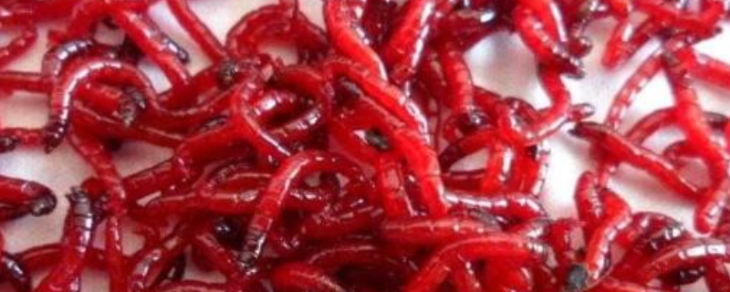 为什么红虫钓的鱼不能吃(用红虫钓鱼的是不是不能吃)