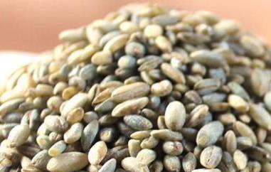 蓝青稞米怎么吃 蓝青稞米的吃法