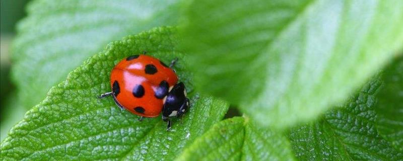 瓢虫的种类有哪些,它们有哪些特点 瓢虫的种类分别是哪些