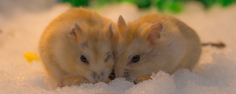 仓鼠可以吃什么食物、水果、蔬菜 仓鼠可以吃什么蔬菜水果?