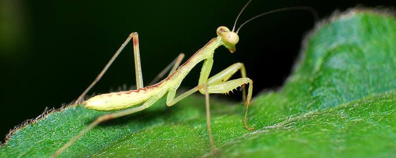 螳螂是益虫还是害虫，螳螂怎么饲养（螳螂益虫和害虫）