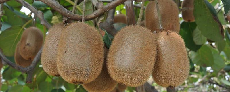 猕猴桃怎么催熟，方法有哪些（猕猴桃催熟的方法有哪些）