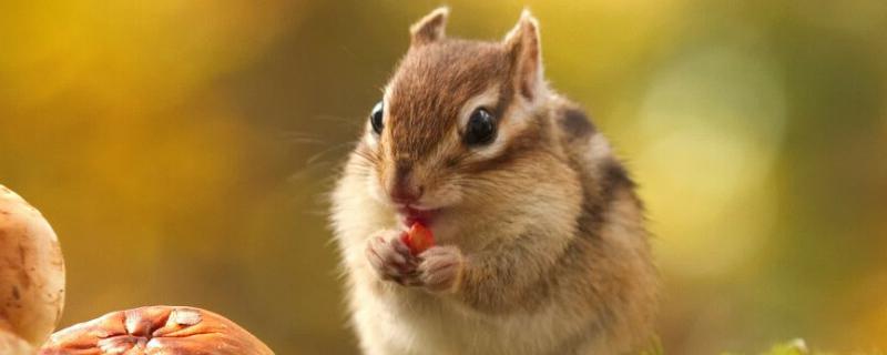 动物怎么过冬天，松鼠如何过冬 动物怎么过冬天,松鼠如何过冬的
