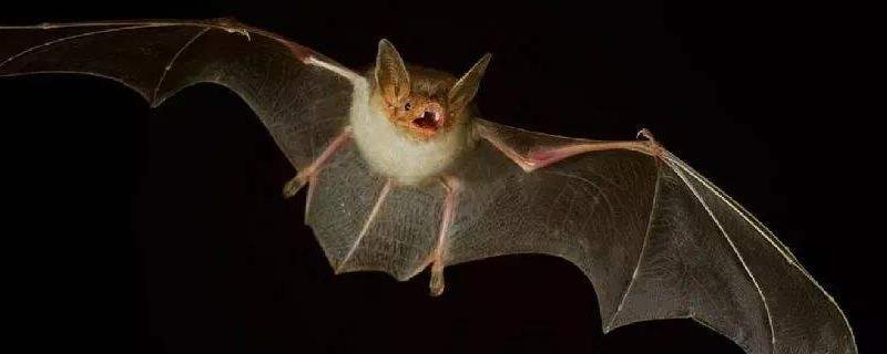 蝙蝠天敌是什么动物,品种不同天敌也不同