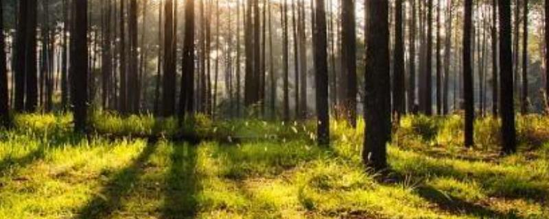 盐碱地适合种植哪些树木 盐碱地适合种植哪些树木?