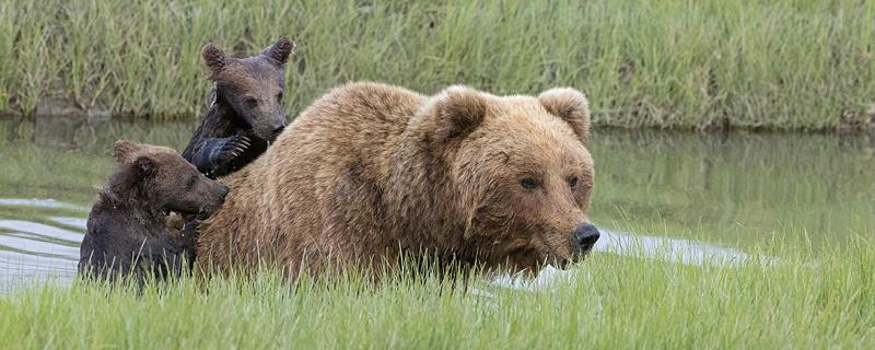熊怎么过冬（熊怎么过冬天）