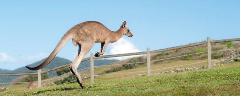袋鼠尾巴的作用是什么，有哪些品种 袋鼠尾巴样子特点和作用是什么