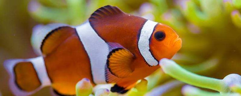 小丑鱼好养么，吃什么，怎么养（小丑鱼好养么,吃什么,怎么养活）