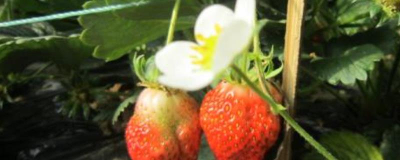 草莓的花是什么颜色 草莓的花是什么颜色呢