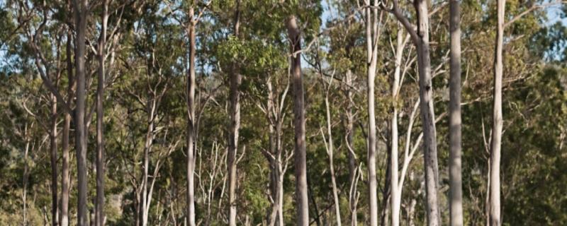 桉树的危害有哪些（桉树的危害有哪些害处）