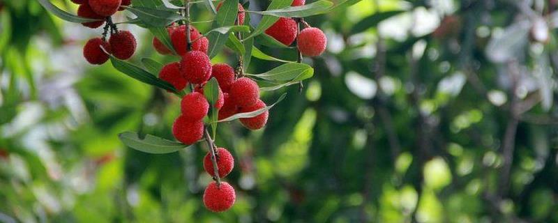 杨梅虫子可以吃吗，如何清洗（杨梅虫子可以吃吗,如何清洗内部）